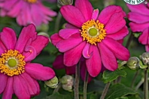 Anemone 'Pamina' 